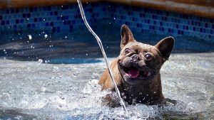 perro-en-la-piscina