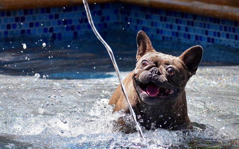 perro-en-la-piscina